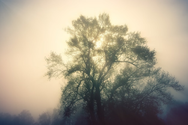 Free photo green tree during daytime