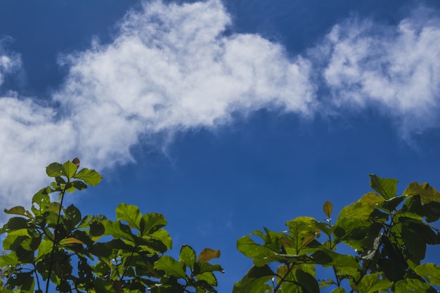 Green tree leaves with a blue sky in the background