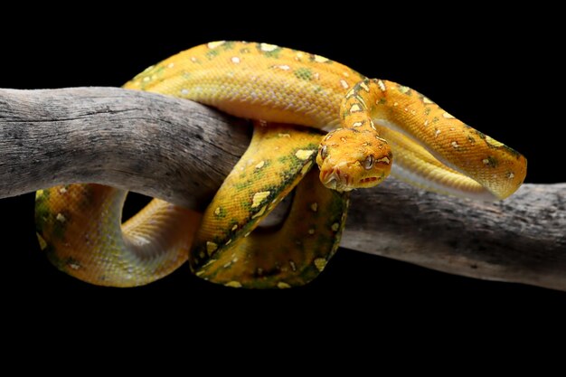 Green tree python juvenile closeup on branch with black background Green tree python Morelia viridis