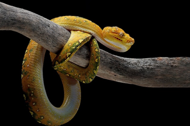 Green tree python juvenile closeup on branch with black background Green tree python Morelia viridis