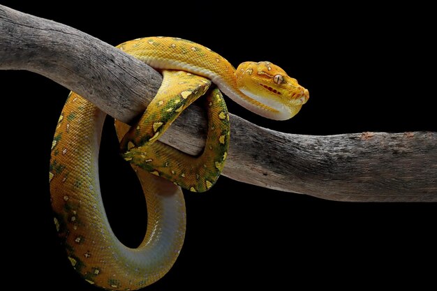 Green tree python juvenile closeup on branch with black background Green tree python Morelia viridis