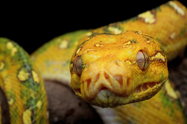 Green tree python juvenile closeup on branch with black background Green tree python Morelia viridis