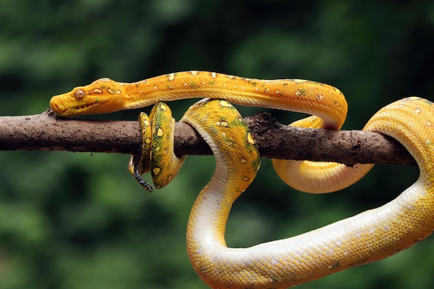 Green tree python juvenile closeup on branch with black background Green tree python Morelia viridis