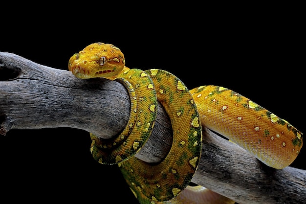 Green tree python juvenile closeup on branch with black background Green tree python