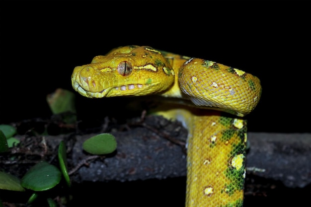 Green tree python juvenile closeup on branch with black background Green tree python