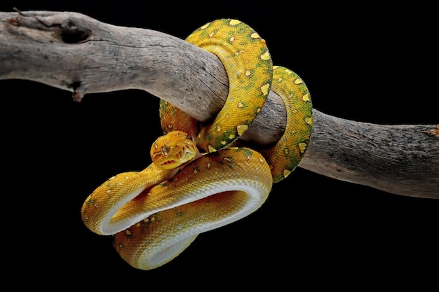 Free photo green tree python juvenile closeup on branch with black background