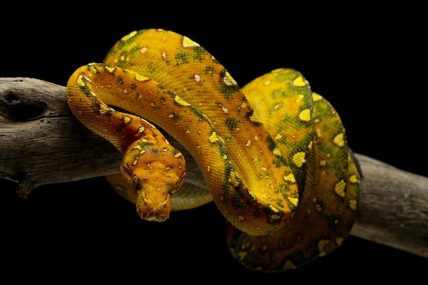 Green tree python juvenile closeup on branch with black background