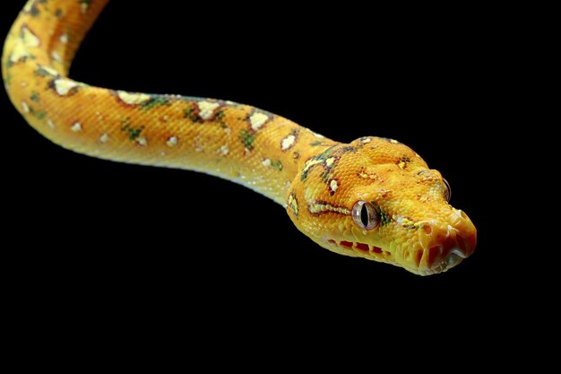 Green tree python juvenile closeup on branch with black background