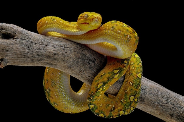 Green tree python juvenile closeup on branch with black background