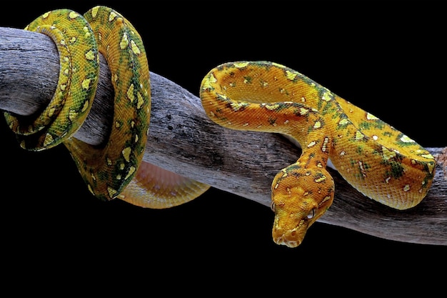 Green tree python juvenile closeup on branch with black background