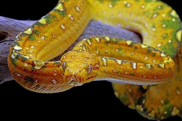 Free photo green tree python juvenile closeup on branch with black background