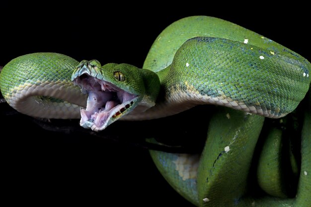 Green tree python snake on branch ready to attack Chondropython viridis snake closeup with black background Morelia viridis snake