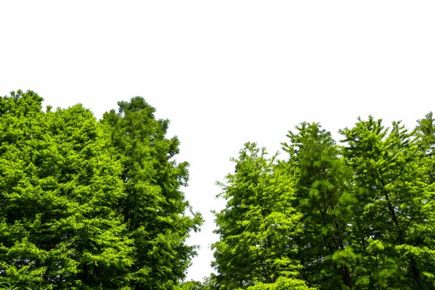 Green tree with white background