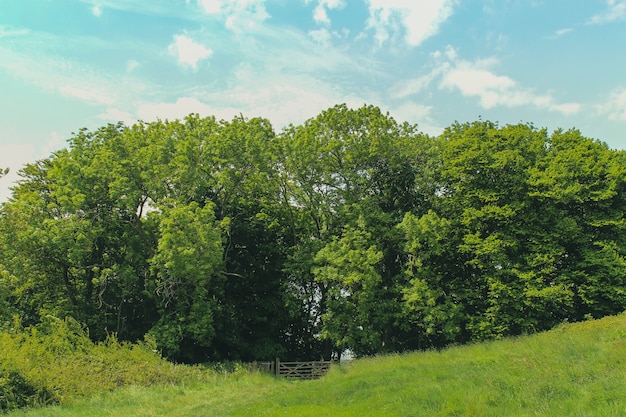 Lodmoor Country Park, Weymouth, Dorset의 밝은 하늘 아래 푸른 나무