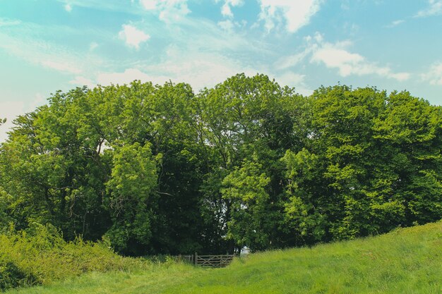Зеленые деревья под ярким небом в загородном парке Лодмур, Уэймут, Дорсет