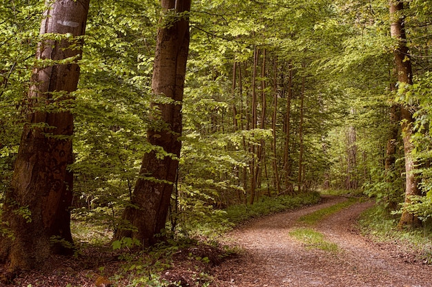 Green trees on brown dirt road