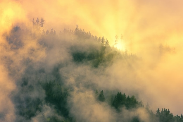 Green trees covered by fog