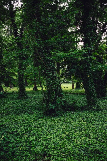 Green trees covered with vibrant green plants