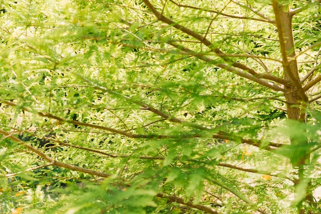 Green trees in forest