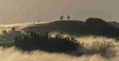 Foto gratuita alberi verdi sul campo di erba verde durante il giorno