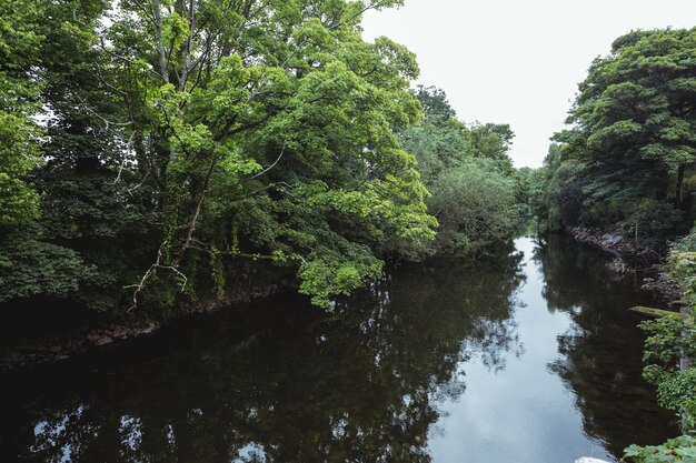 Green trees on lakeside