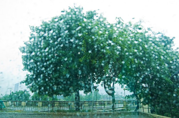 Green trees in a meadow