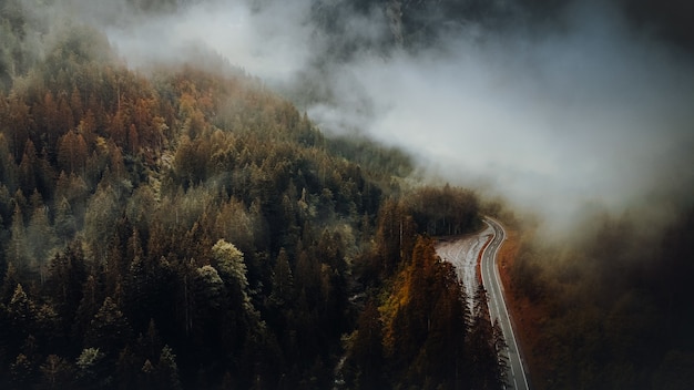 Green trees on mountain during daytime