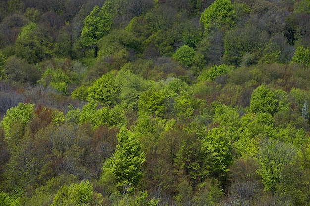 Green trees in the mountains in autumn