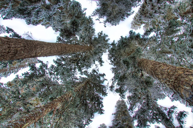 Зеленые деревья вид