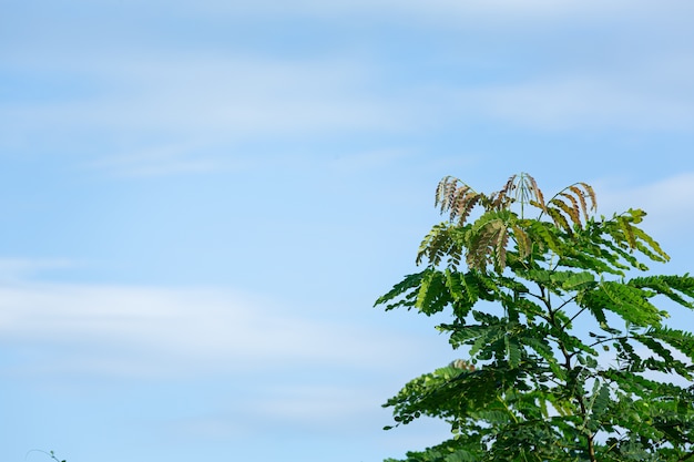 Green treetops in the sky, beautiful light.