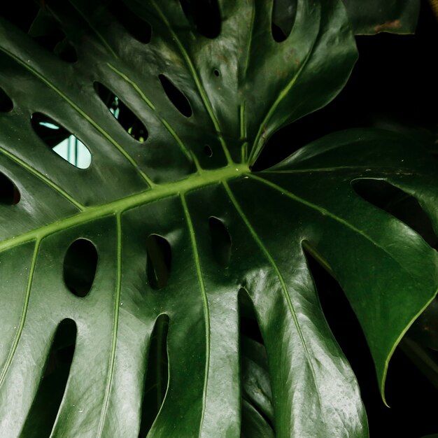 Green tropical leaf closeup