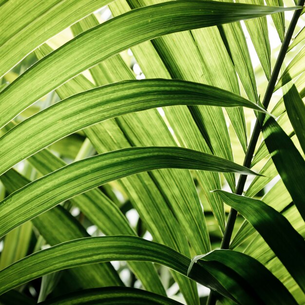 Green tropical leaves closeup