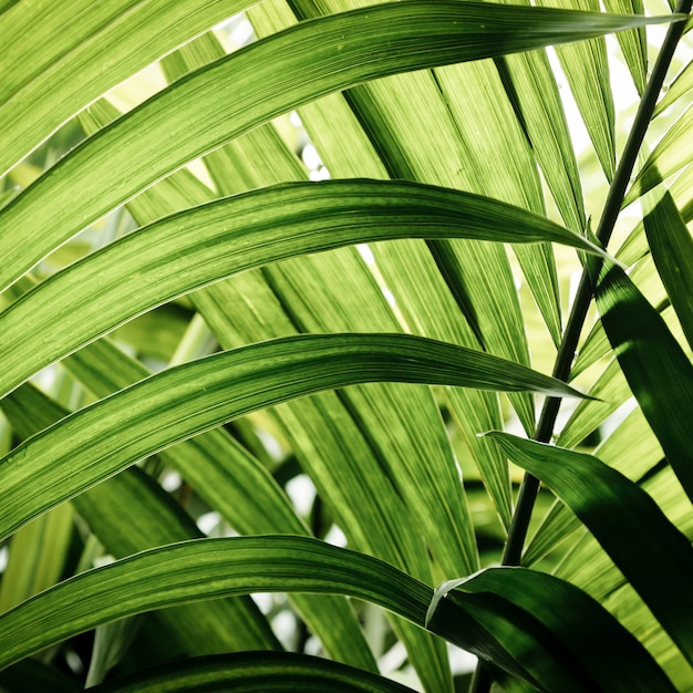 Зеленые тропические листья крупным планом