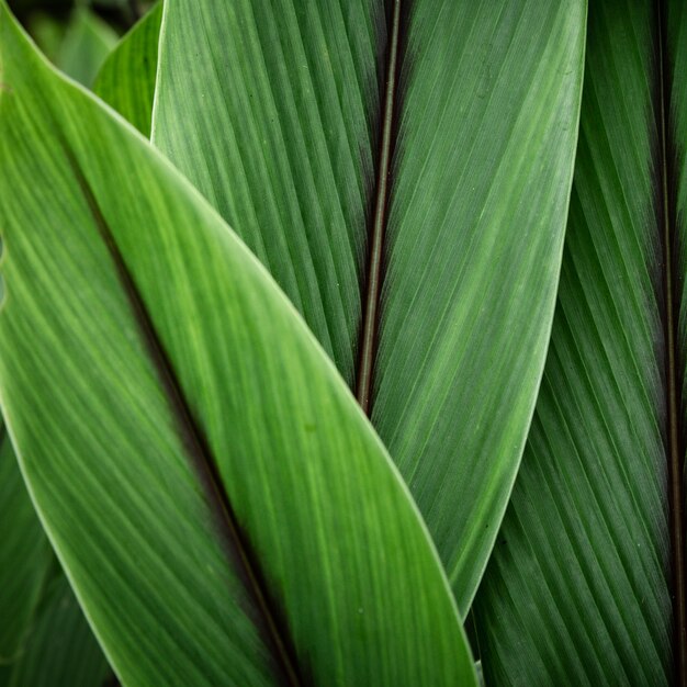 Green tropical leaves closeup