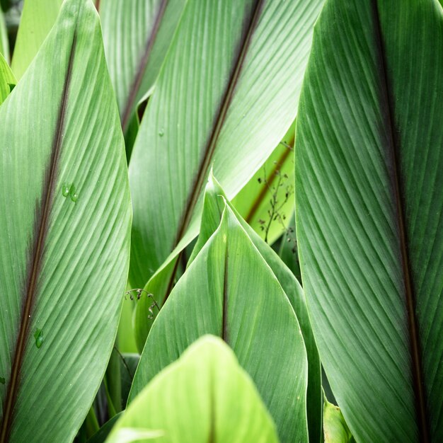 Green tropical leaves closeup