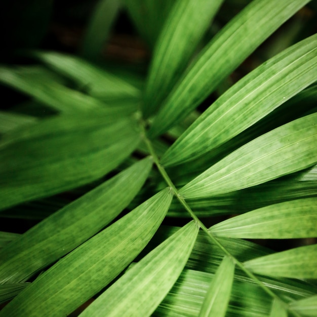 Macrofotografia verde delle foglie tropicali