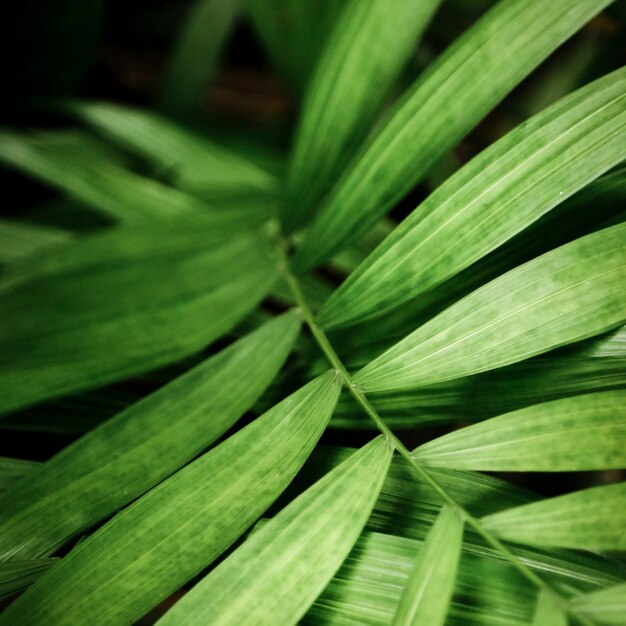 Green tropical leaves macro photography