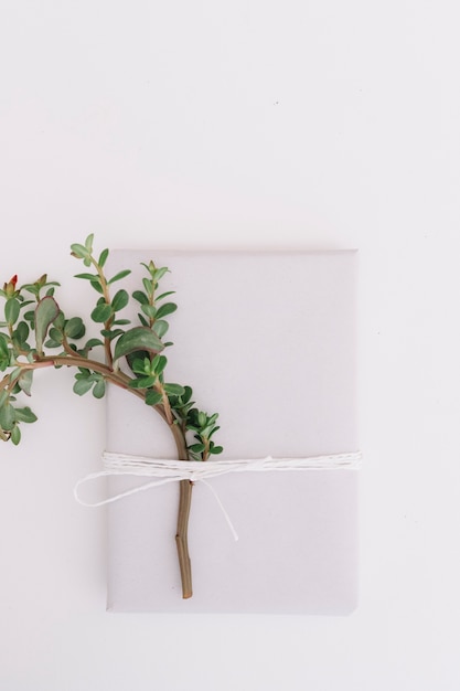 Green twigs and envelope tied with string on white background