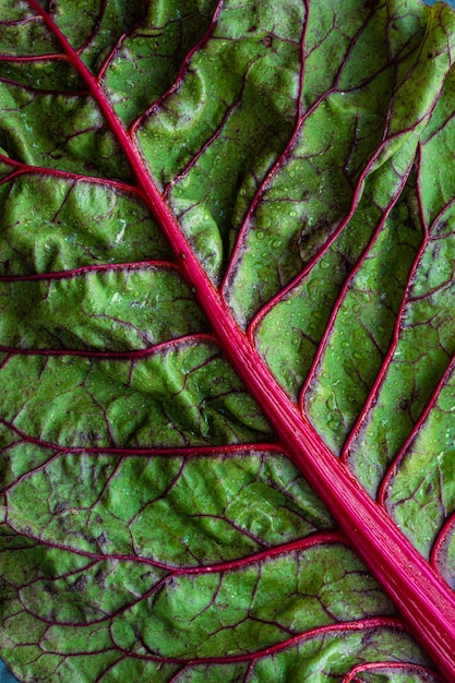 Green vegetable leaf