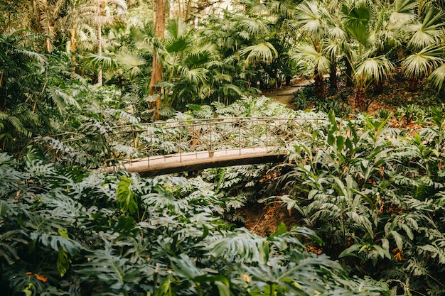 Free photo green vegetation in forest