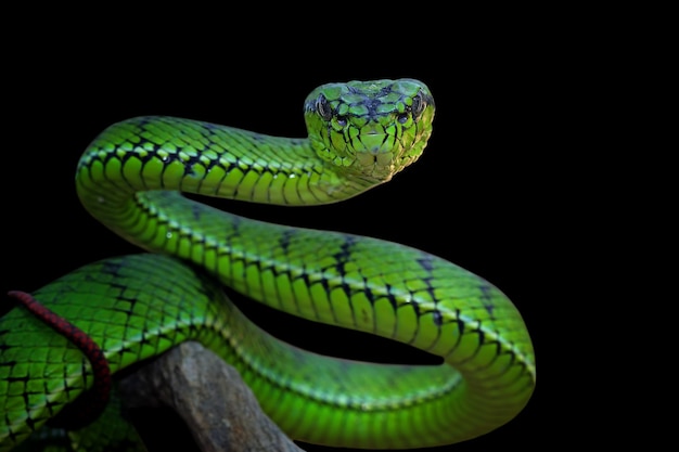 Зеленая змея гадюка на ветке
