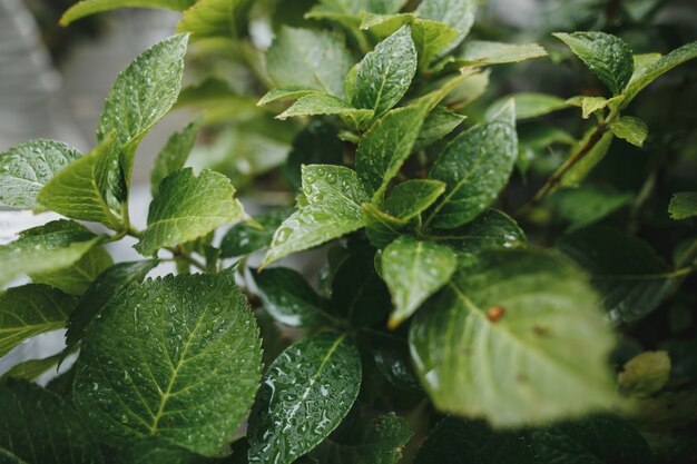 Green wet leaves