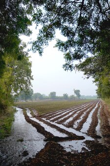 インド​の​緑​の​小麦​農業​分野​。