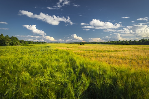 Пейзаж поля зеленой пшеницы