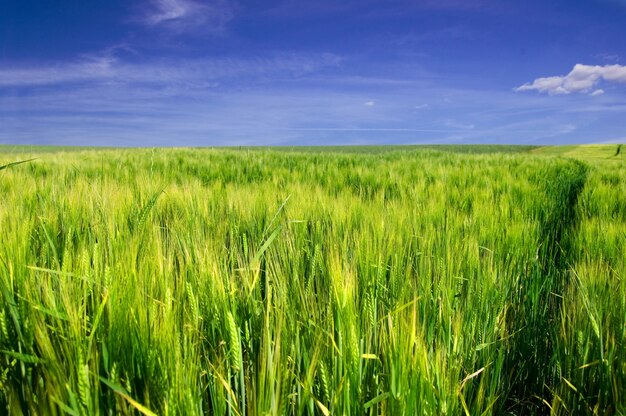 Green wheat