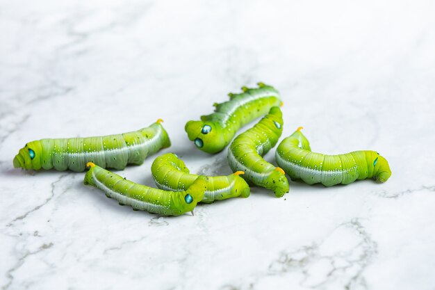 зеленый червь на белом мраморном полу