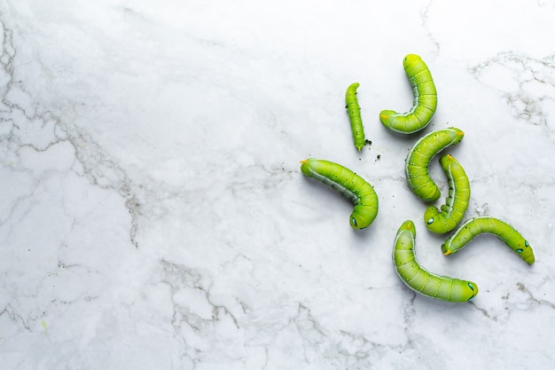 Free photo green worm on white marble floor