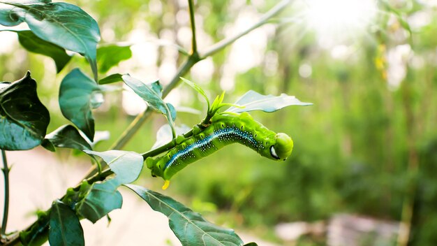 Green worms are on green leaves and natural background.