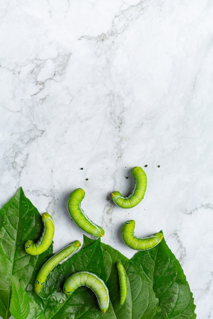 Free photo green worms with fresh leaves on white marble floor