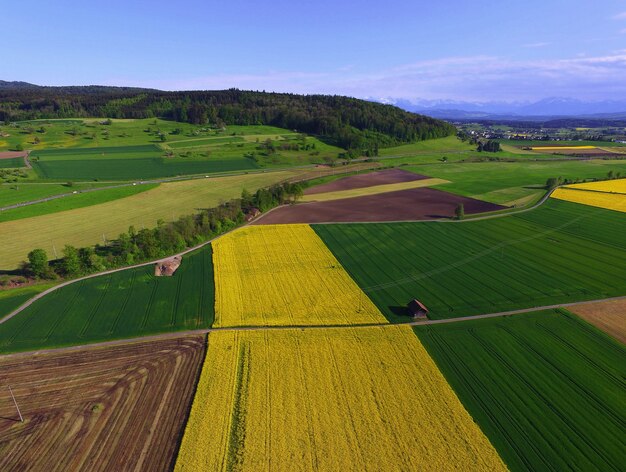 Зеленое и желтое поле в дневное время
